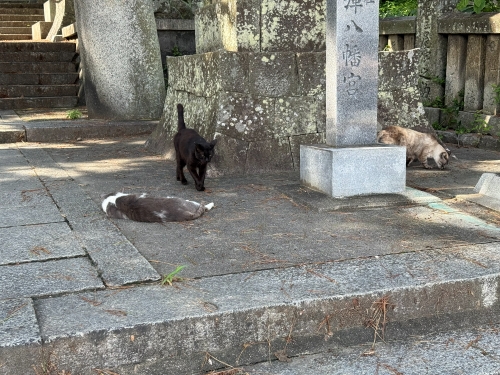 琴弾八幡宮入口の猫